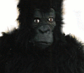 Black Gorilla