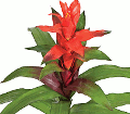 Guzmania Plant
